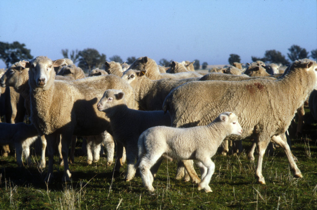 Clinical signs of Foot and Mouth Disease (FMD) infection can be absent or very mild in sheep. Image of a flock of sheep. 