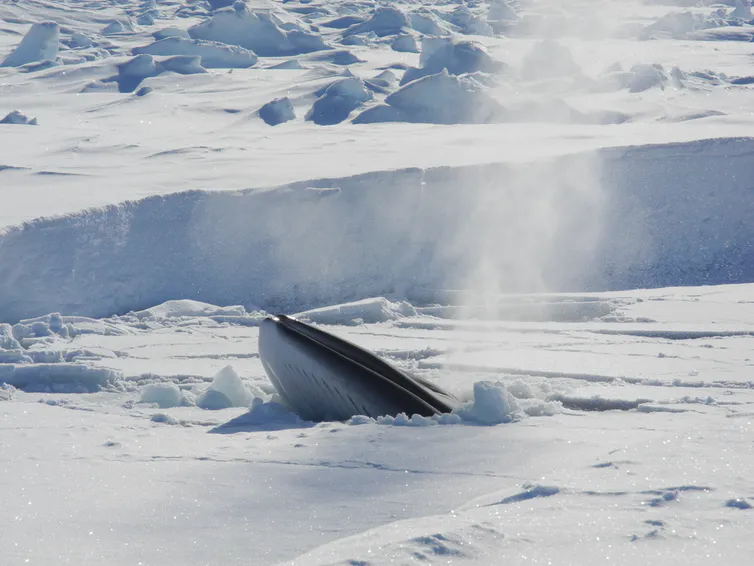 A minke whale surfacing through ice. East Antarctic ice sheet.