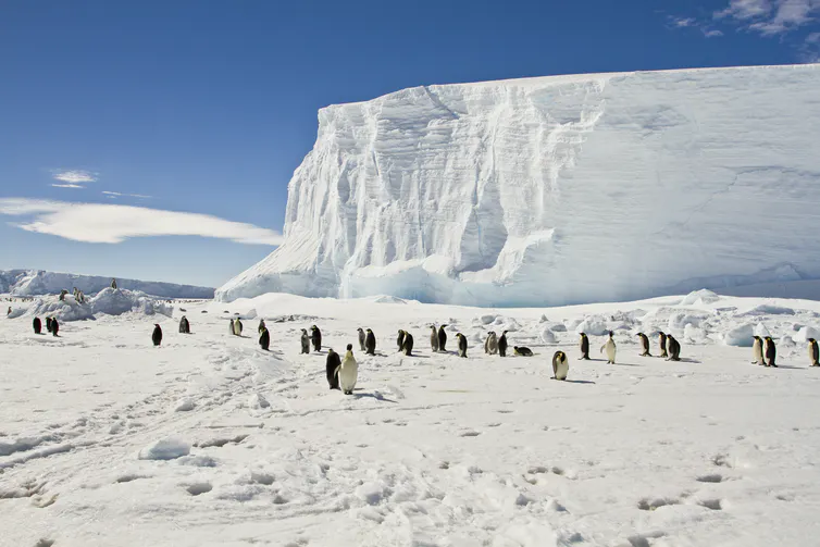 Penguins in Antarctica. There is a large ice cliff in the background, 