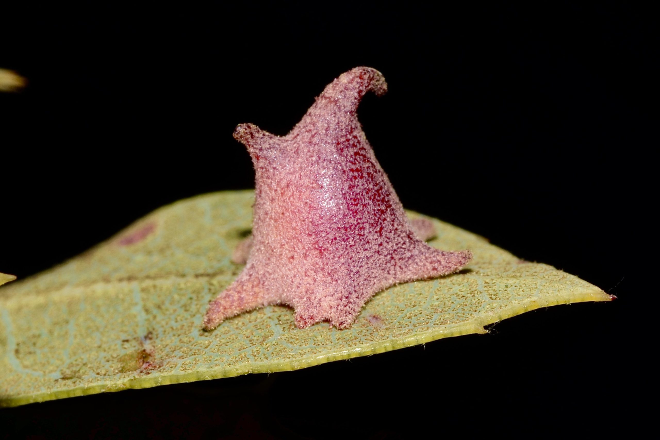 A photo of a 'gall', a new species.