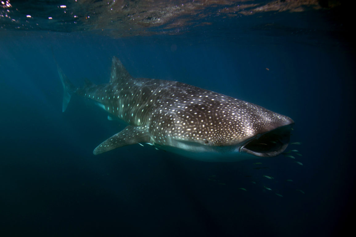 An underwater photograph of a whale shark