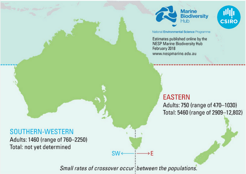A graphic image showing a map of Australia that details the estimate populations of white sharks. 