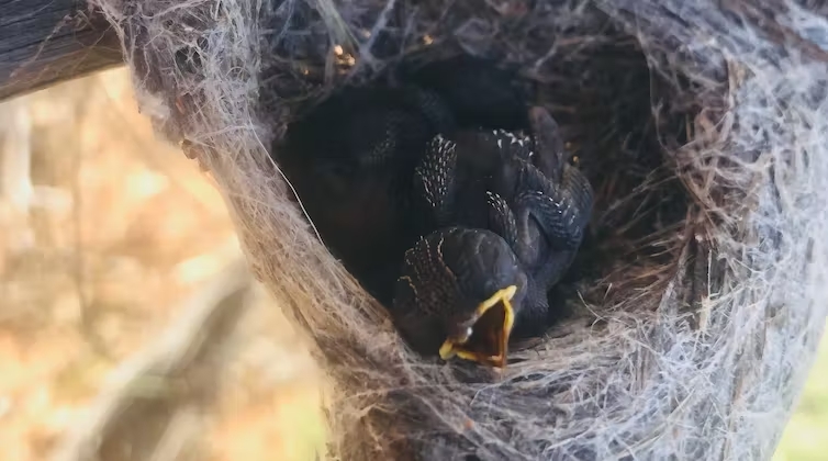 A photograph of a dead baby bird in a birds nest.