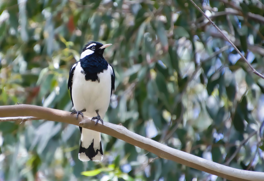 Black and white magpie-lark perched on a tree branch. Out of focus leaves can be seen in the background.