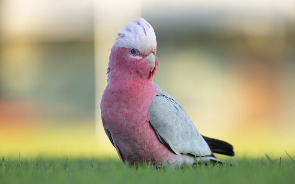 Galah with a pink body, grey wings and white crest perched on some green grass.