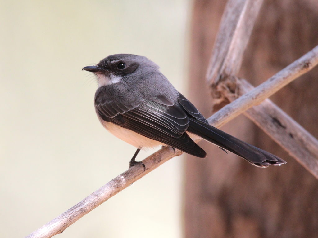 Grey fantail with a grey back and white chest is perched on a tree branch.