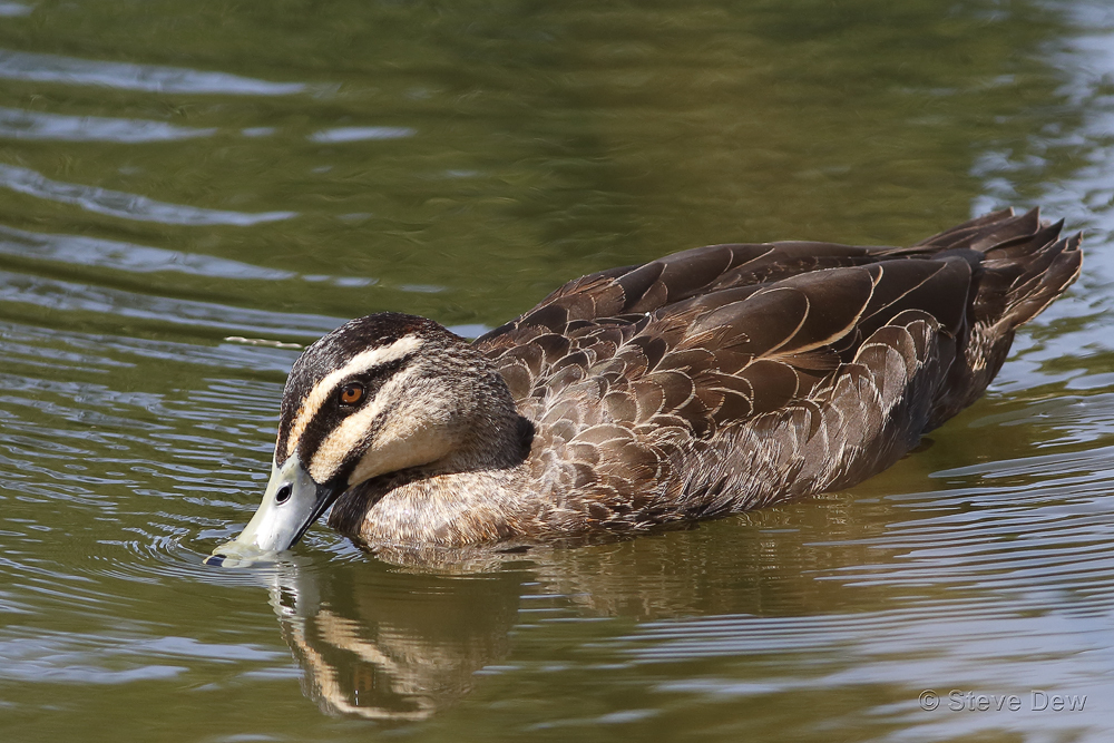 Pacific black duck with a tan and brown striped face dips its beak into still greenish water.
