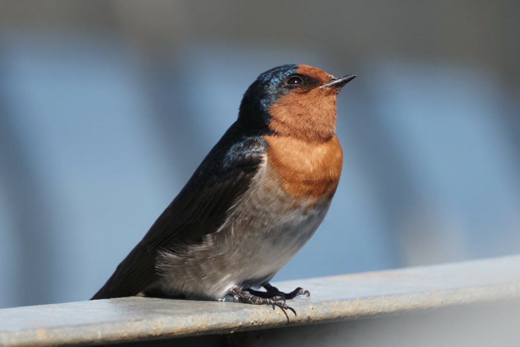 Small welcome swallow with a rufous face and neck, black back and white body perched on an unidentifiable surface.