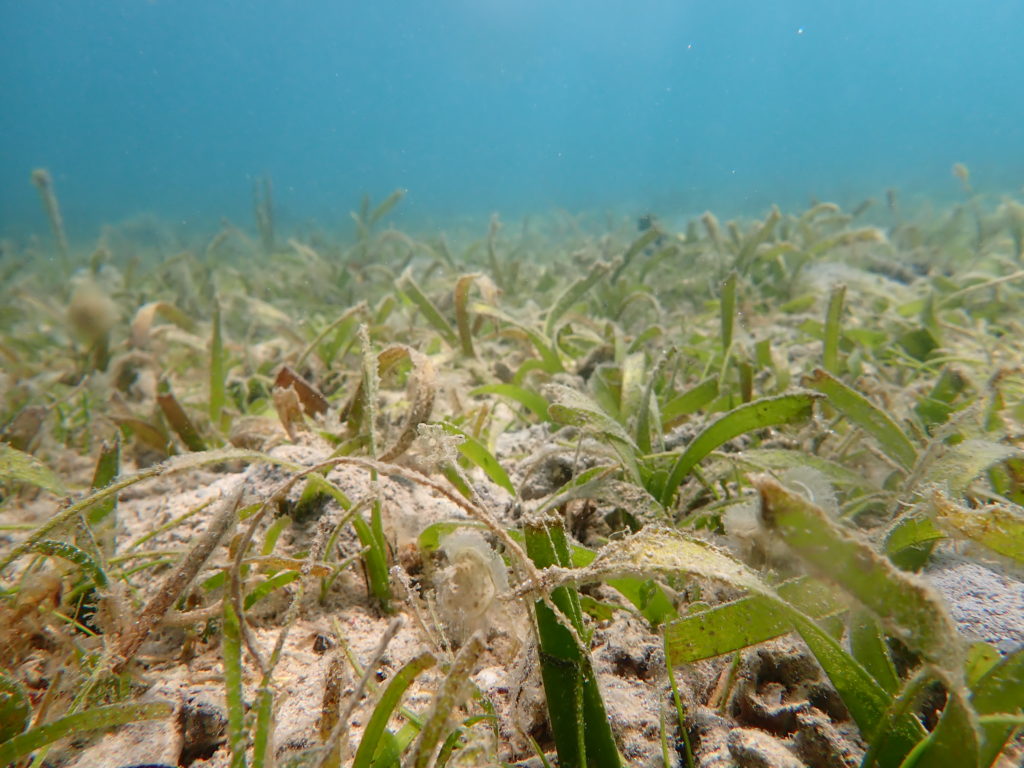Close up of a bed of seagrass. Blue Carbon Project. 