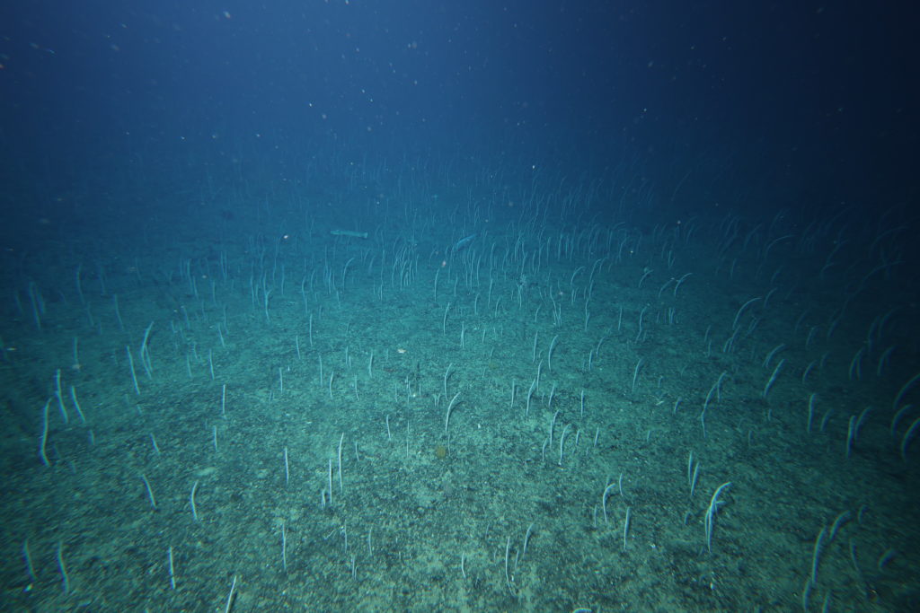 An underwater view of the seafloor.