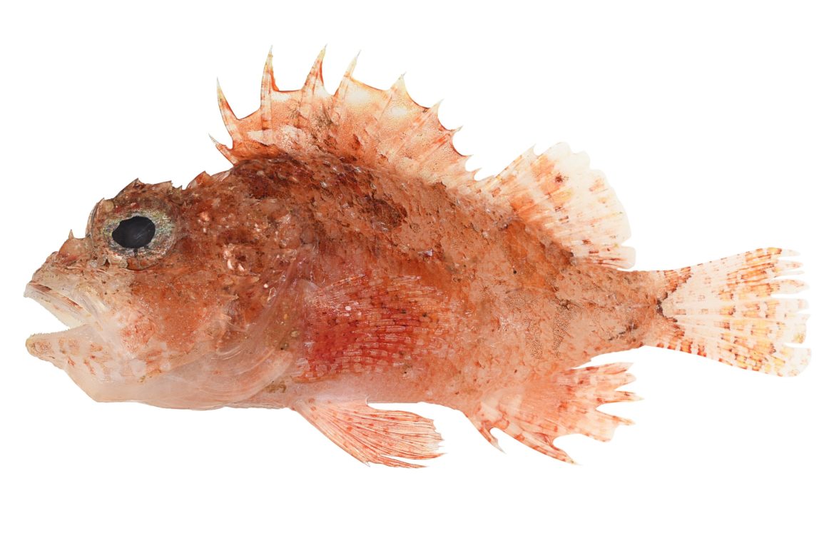 A red fish with a large black eye and a spiny fin on its back.