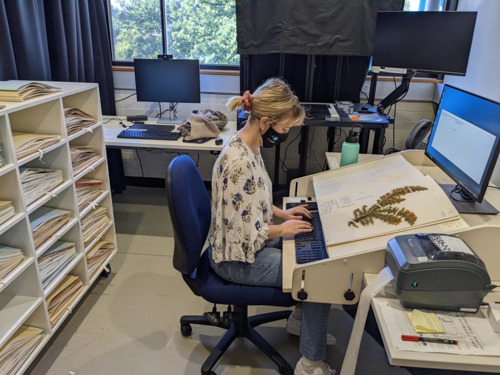 A woman wearing a face mask sit in front of a computer, logging details of the plant specimen in front of her on the desk.