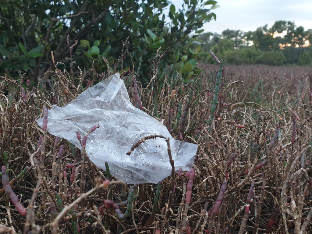Plastic bag as litter in mangroves 