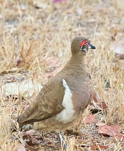 Partridge pigeon standing on the dry ground. 