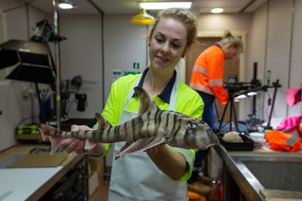 A person in a yellow hi-vis vest holding a small stripey shark.
