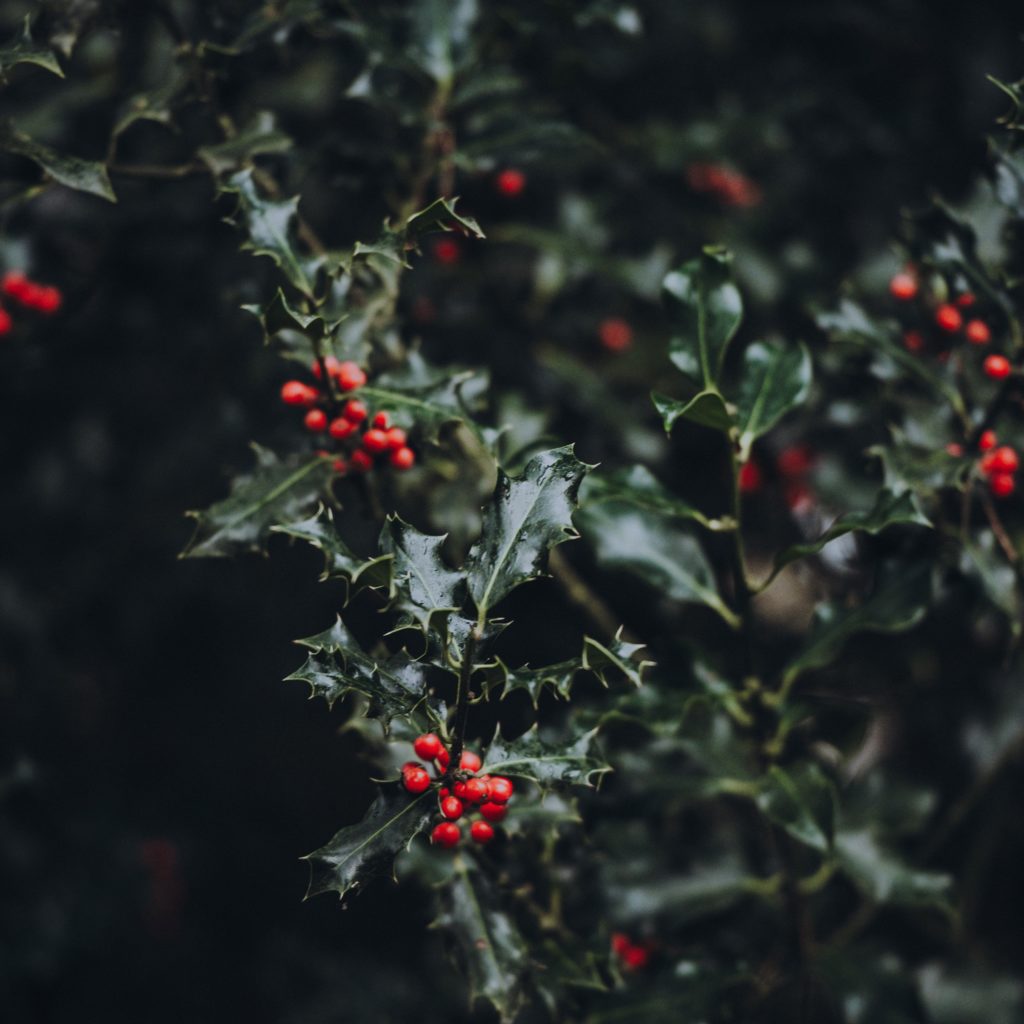 Image of holly plant with deep green leaves and bright red berries. 