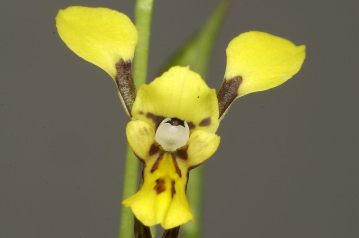 Photo of Diuris flavescens (Pale Yellow Doubletail), a yellow orchid