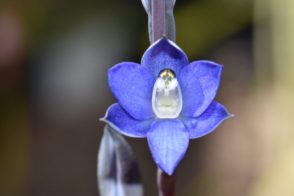 A photo of the Wyong Sun Orchid, a violet-coloured orchid