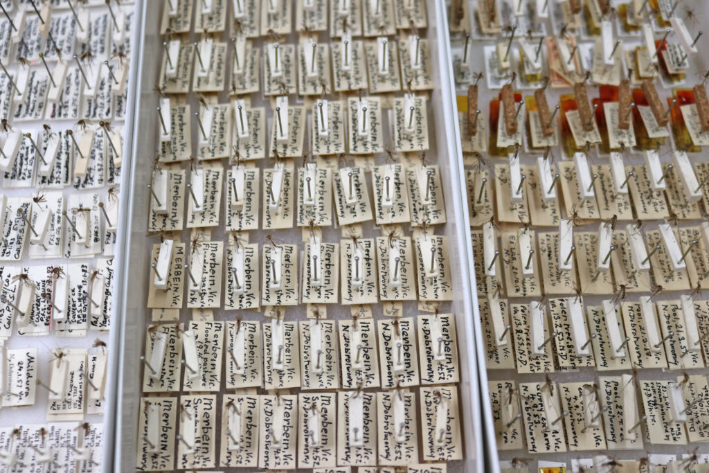 A drawer divided by small boxes showing dozens of mosquitoes pinned above collection labels