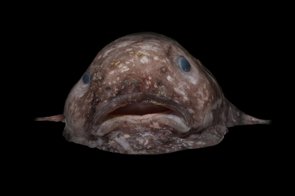 A blob fish against a black background