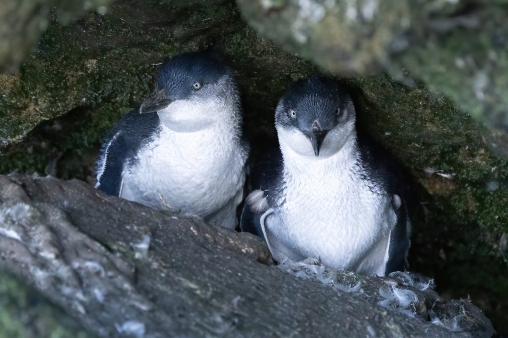 Little penguins on Phillip Island. 