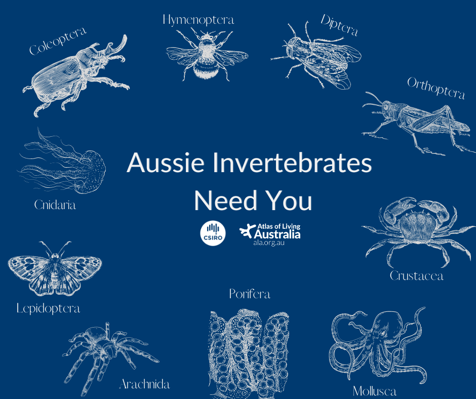 Drawings of different invertebrates around text that reads: Aussie invertebrates need you