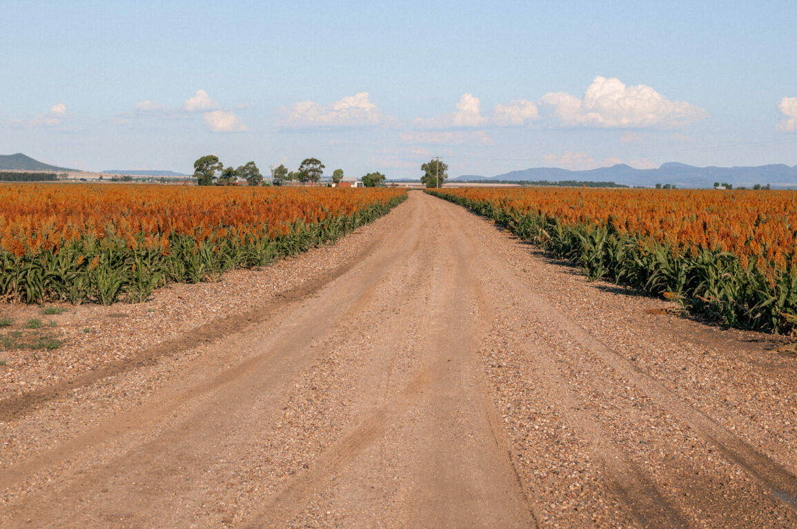 A landscape photo showing a road, orange and green growth with a blue sky in the background.