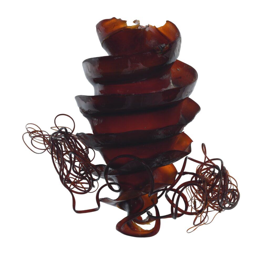 Close up of a corkscrew shaped, dark amber-coloured shark egg case with curling tendrils.