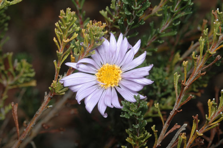 Close up image of a daisy, Oleria sp. Rhizomatica, which has pale purple petals.