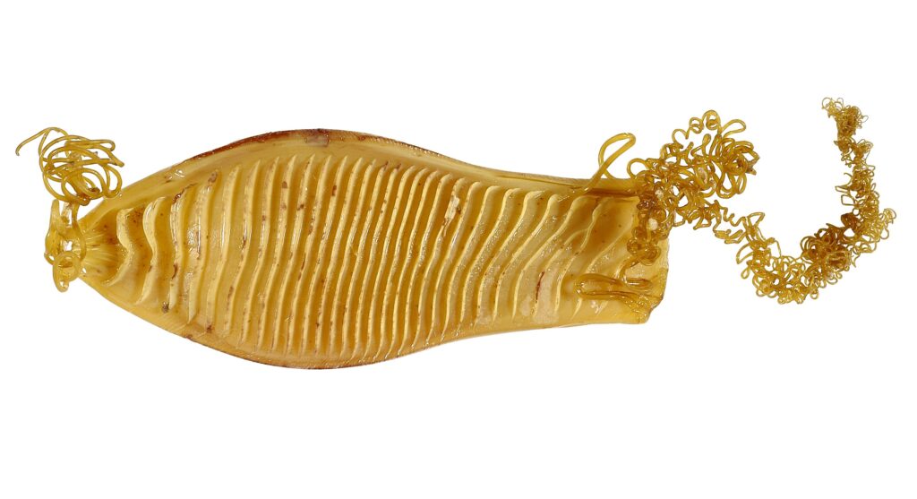Close up of a butterscotch-coloured egg case with ridges and curling tendrils.