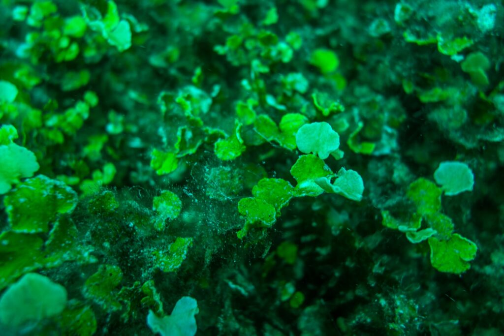 A close up of the green leafy algae that makes up the green donuts on the seafloor.