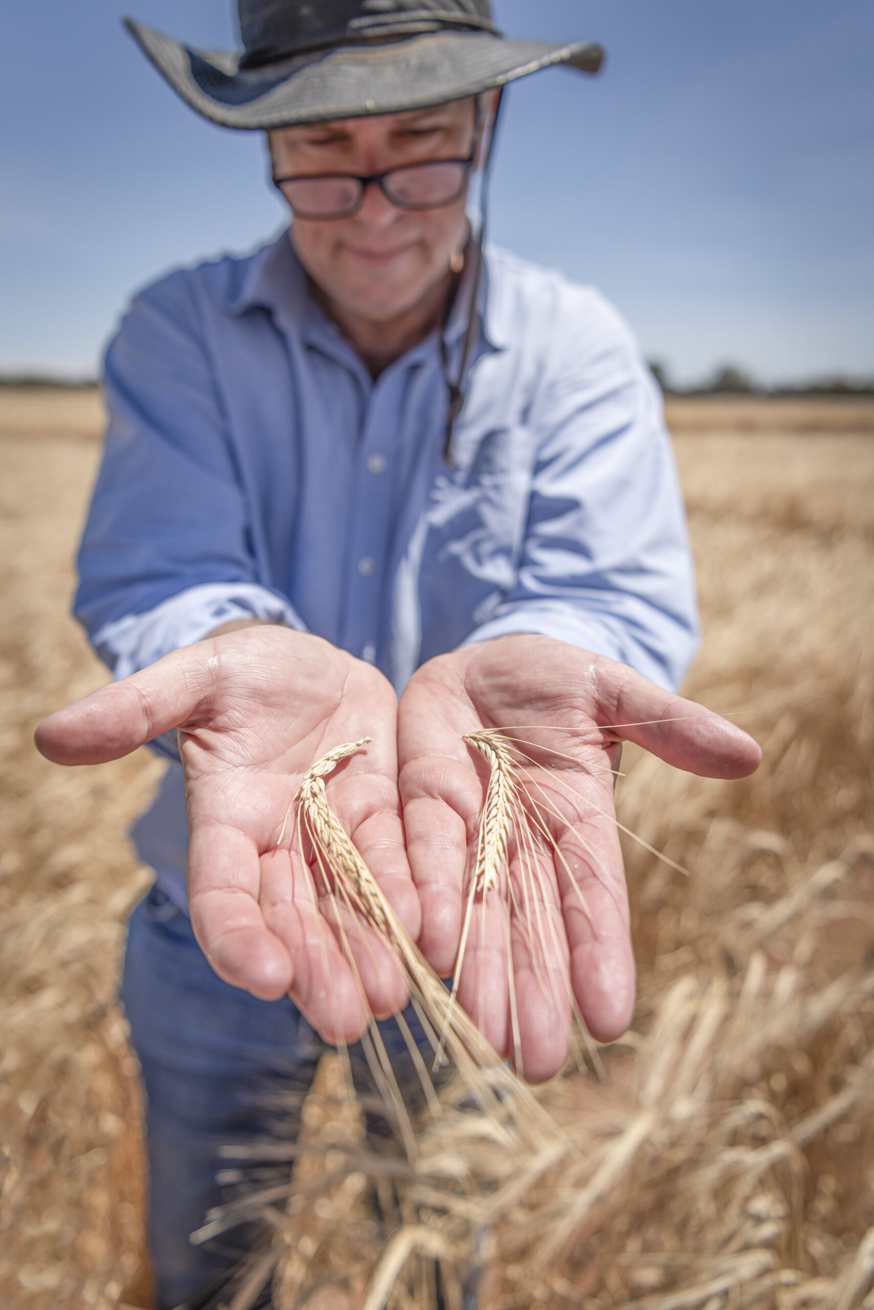 Close up of a man's hands with stalks of wheat displayed on them.