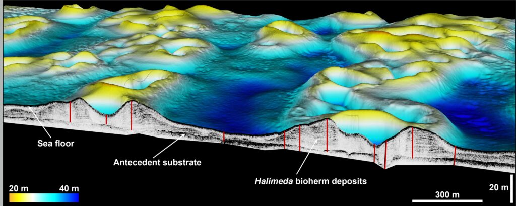 A colourful map showing the arrangement and structure of green donuts on the seafloor.