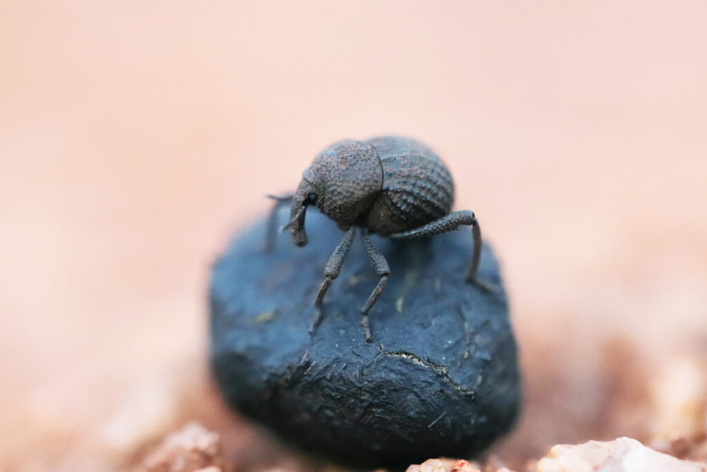 Small weevil Tentegia stupida perched on a piece of marsupial dung.