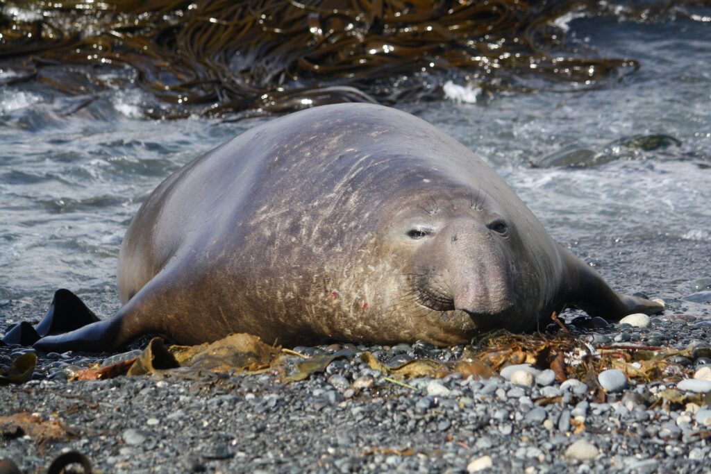 A very large seal lying on a rocky beach.