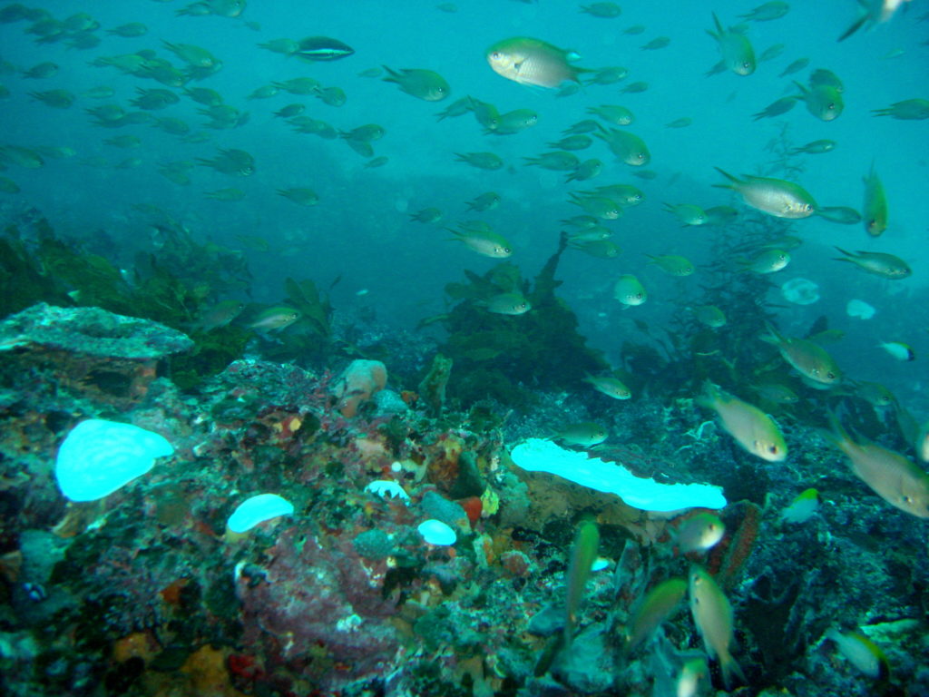 An underwater photo showing a coral reef with bleaching 